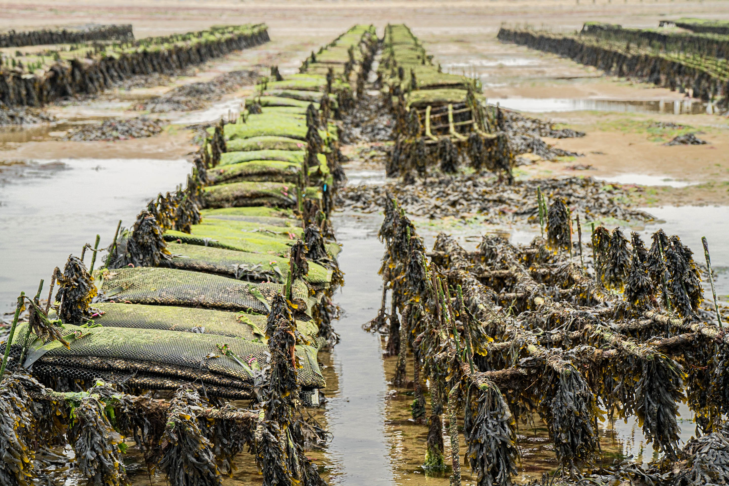 Foto van oesterbanken in Normandie