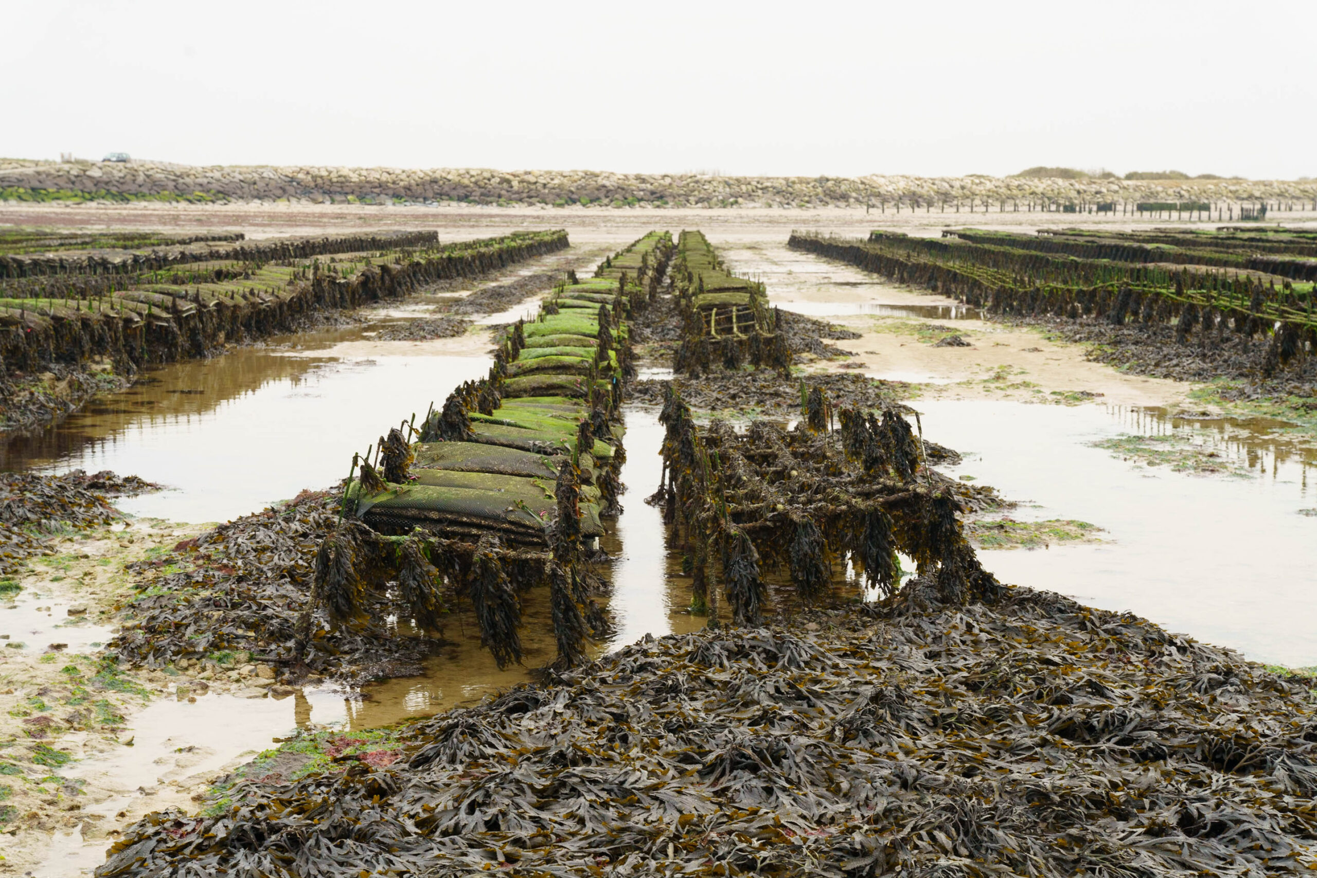 Foto van oesterbanken in Normandie