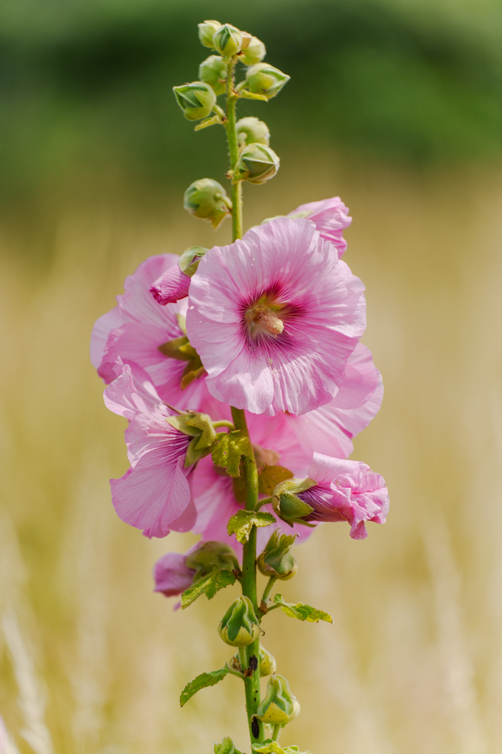 Een foto van een wilde bloem en is gemaakt door René Nicolaes, fotograaf uit Spijkenisse.