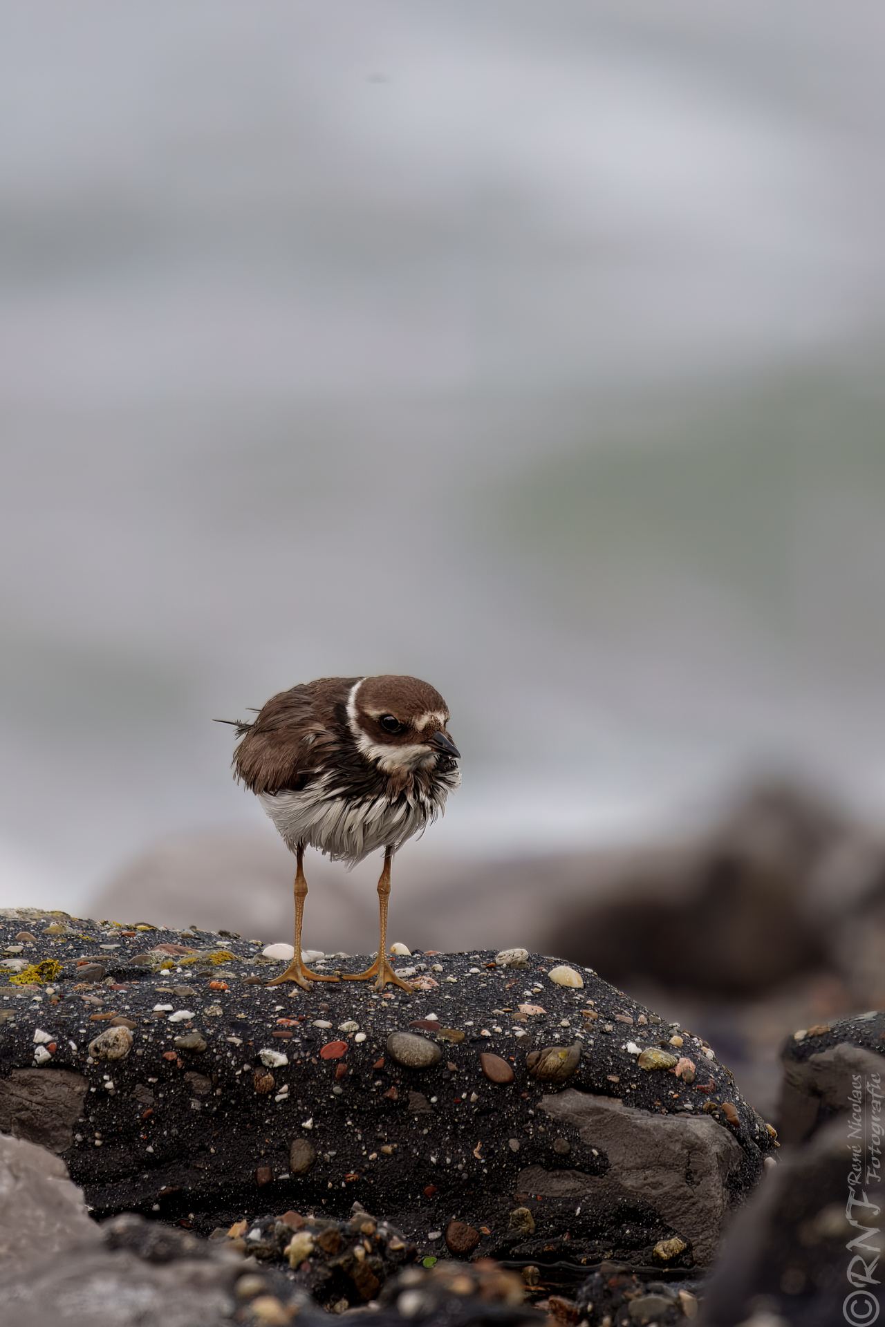 Berichten week 17 25 vogels
