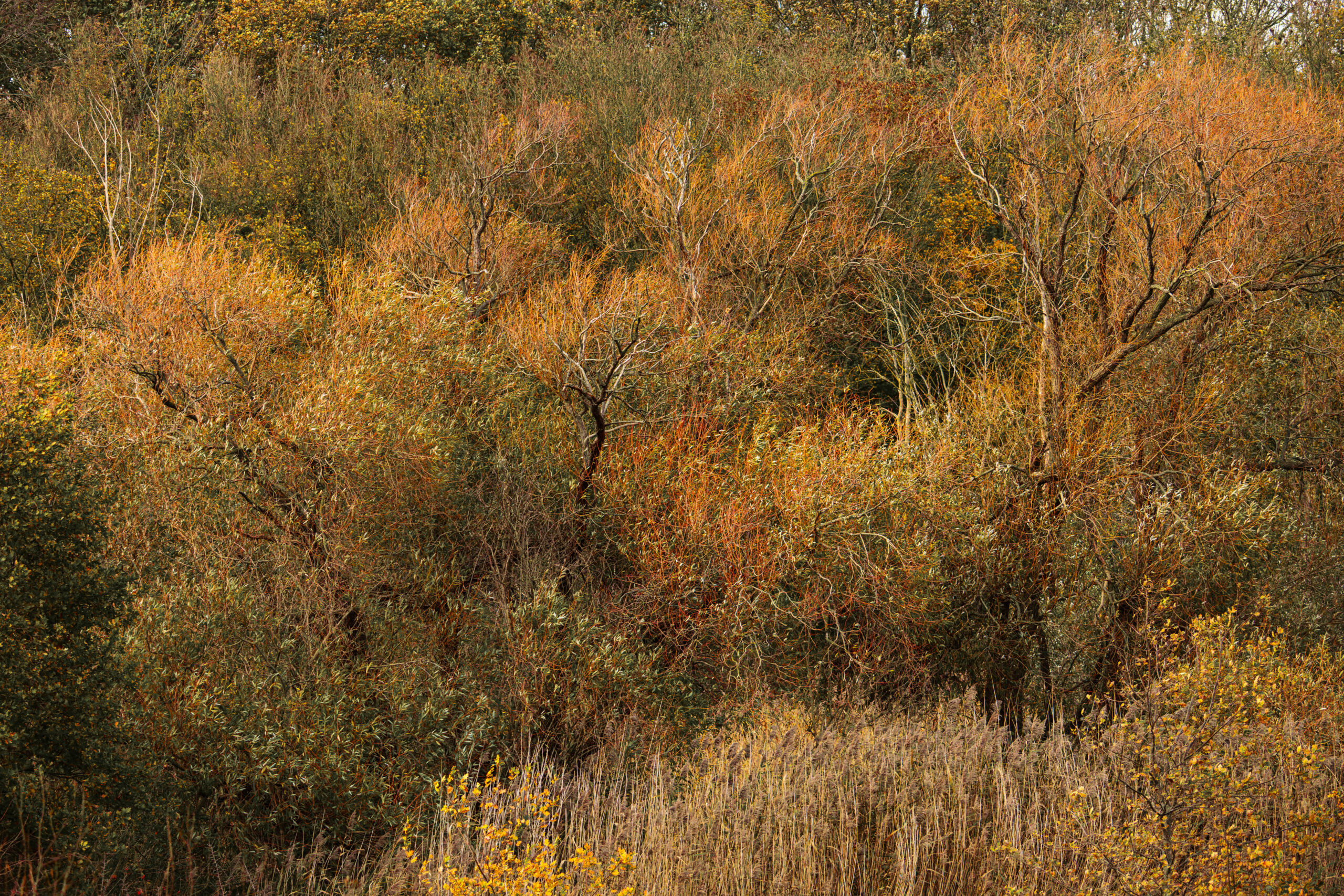 Dit is de omslagfoto van de pagina foto's. Het is een natuurfoto gemaakt vlakbij Bruinisse.