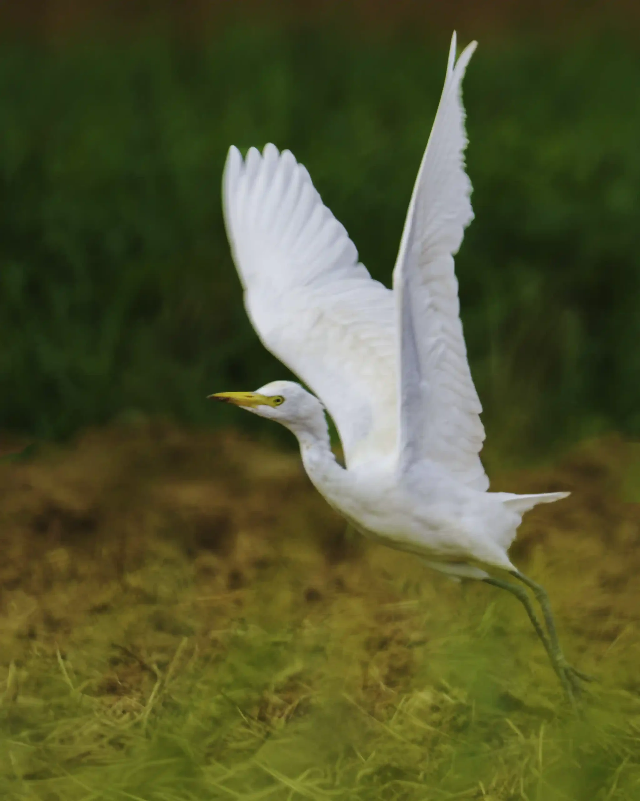 Week 1 2026 vogels