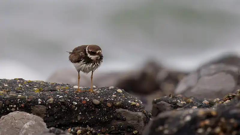 Week 17 2025 vogels