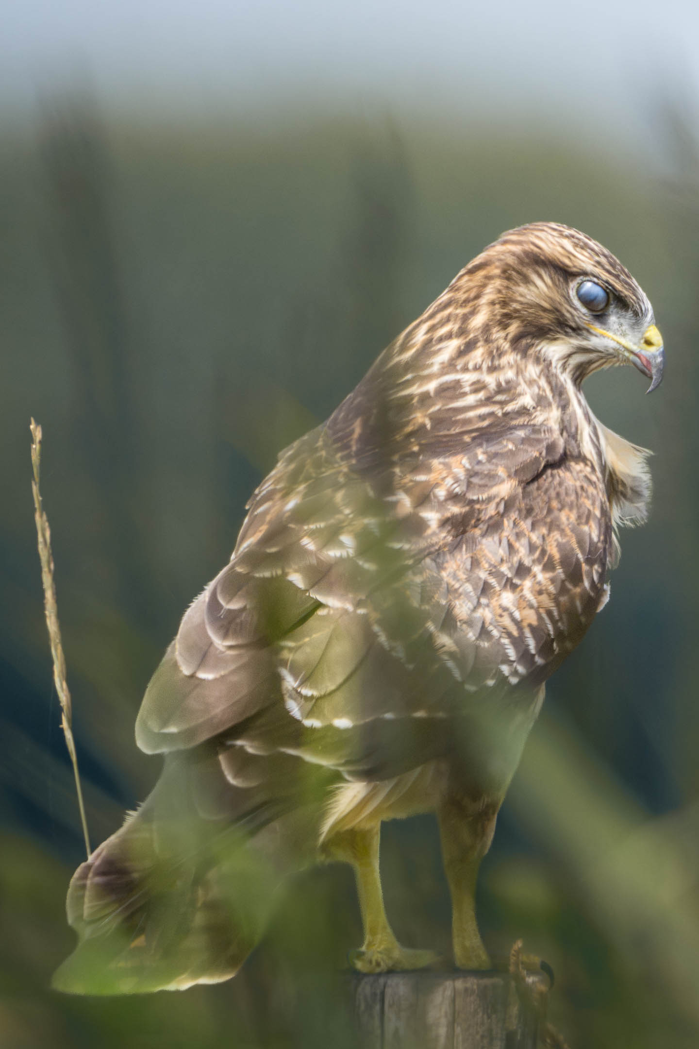 Afbeelding van een buizerd met het knipvlies voor het oog.